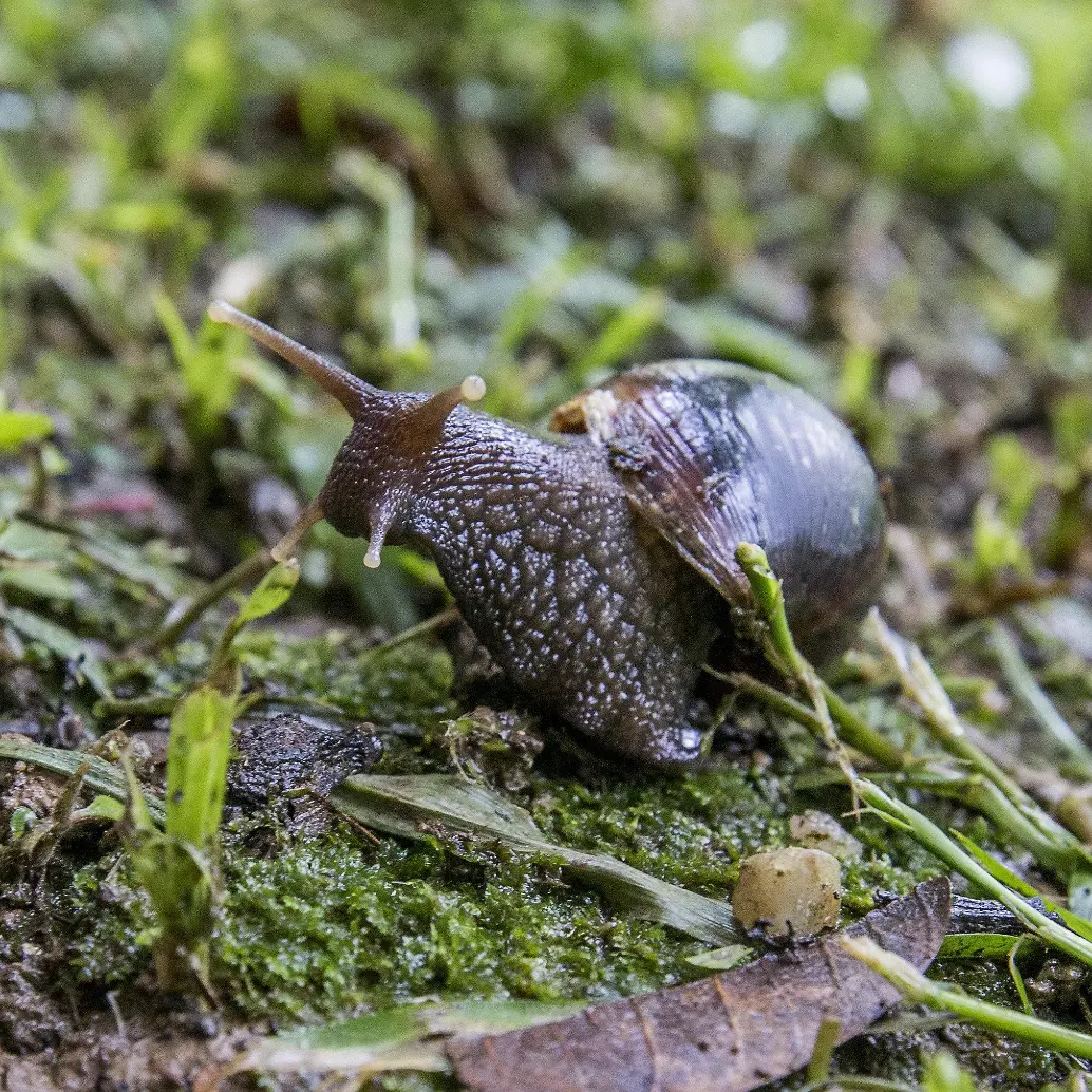 El caracol africano es considerada una especie invasora y peligrosa para la salud humana. FOTO: El Colombiano