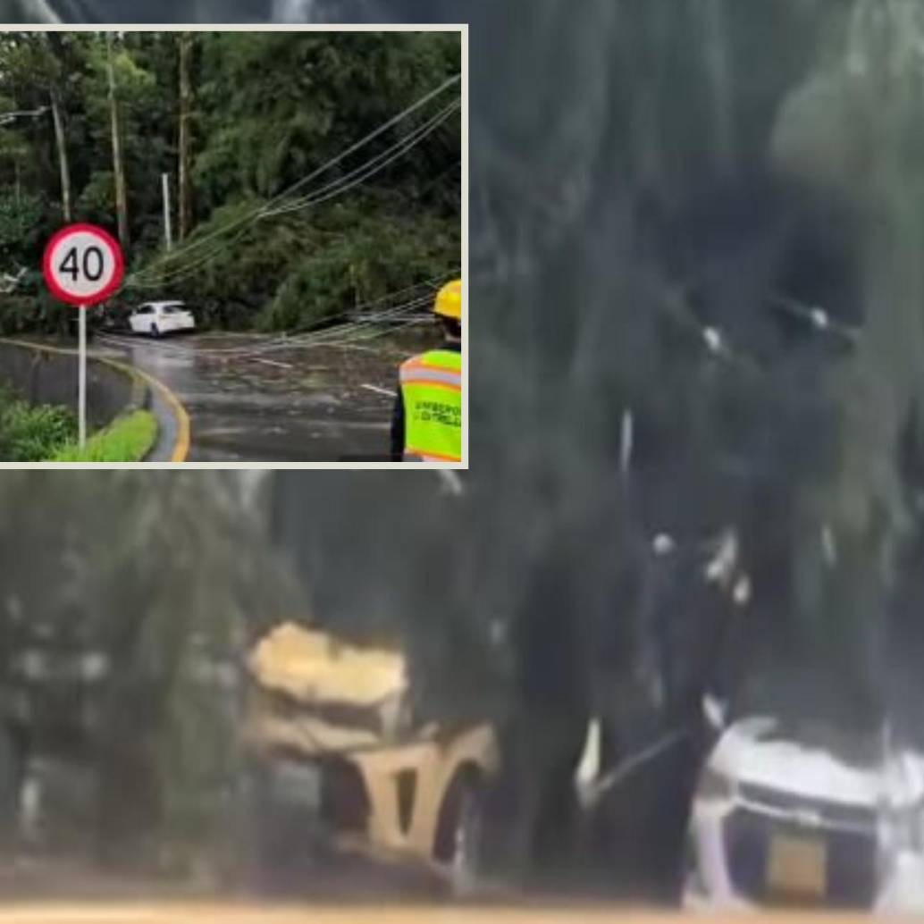 Los árboles cayeron sobre por lo menos cuatro automotores. FOTO: imagen tomada de redes.
