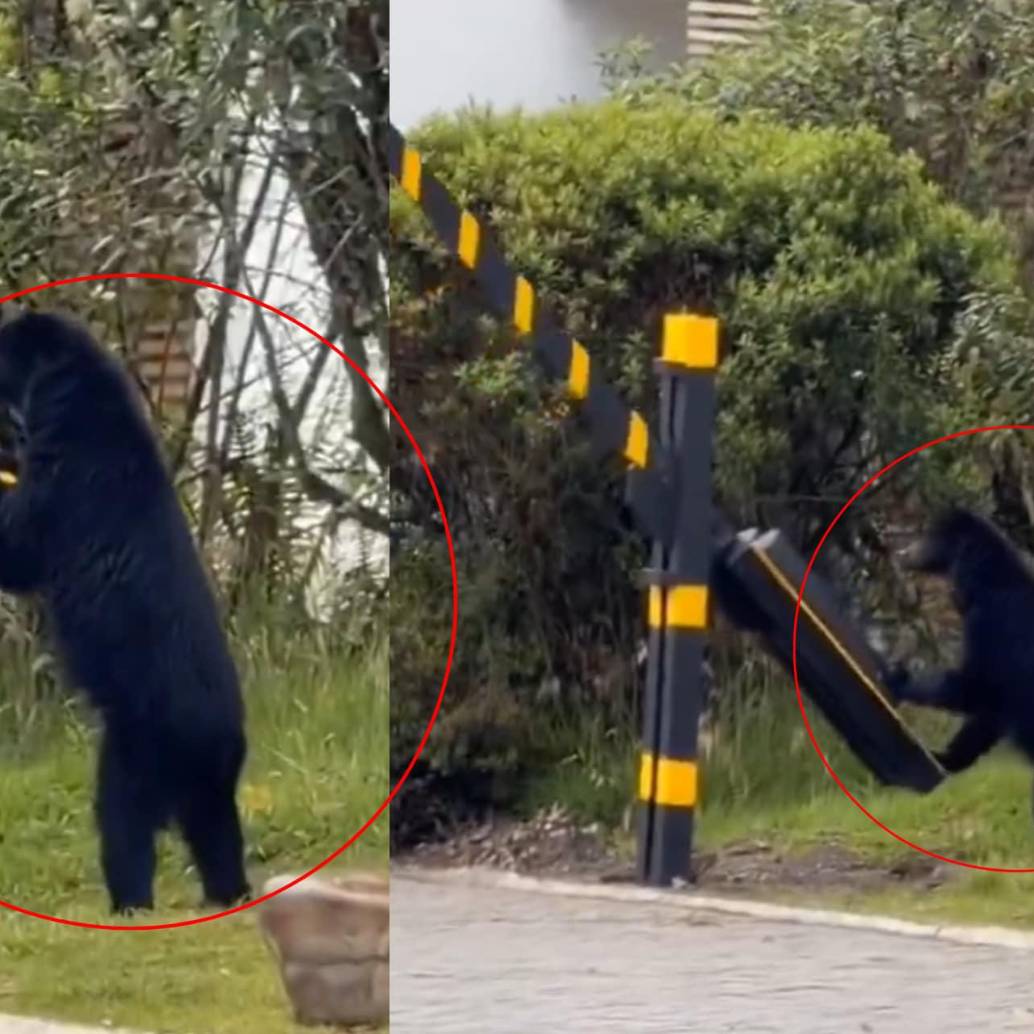 Captan presencia de oso andino en conjunto residencial de la sabana de Bogotá. Foto: captura de video @ColombiaOscura