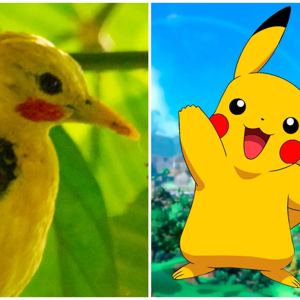 A la derecha el carpintero amarillo (<i>Celeus flavus</i>), a la izquierda el personaje más recordado de Pokémon. FOTOS Getty y Cortesía