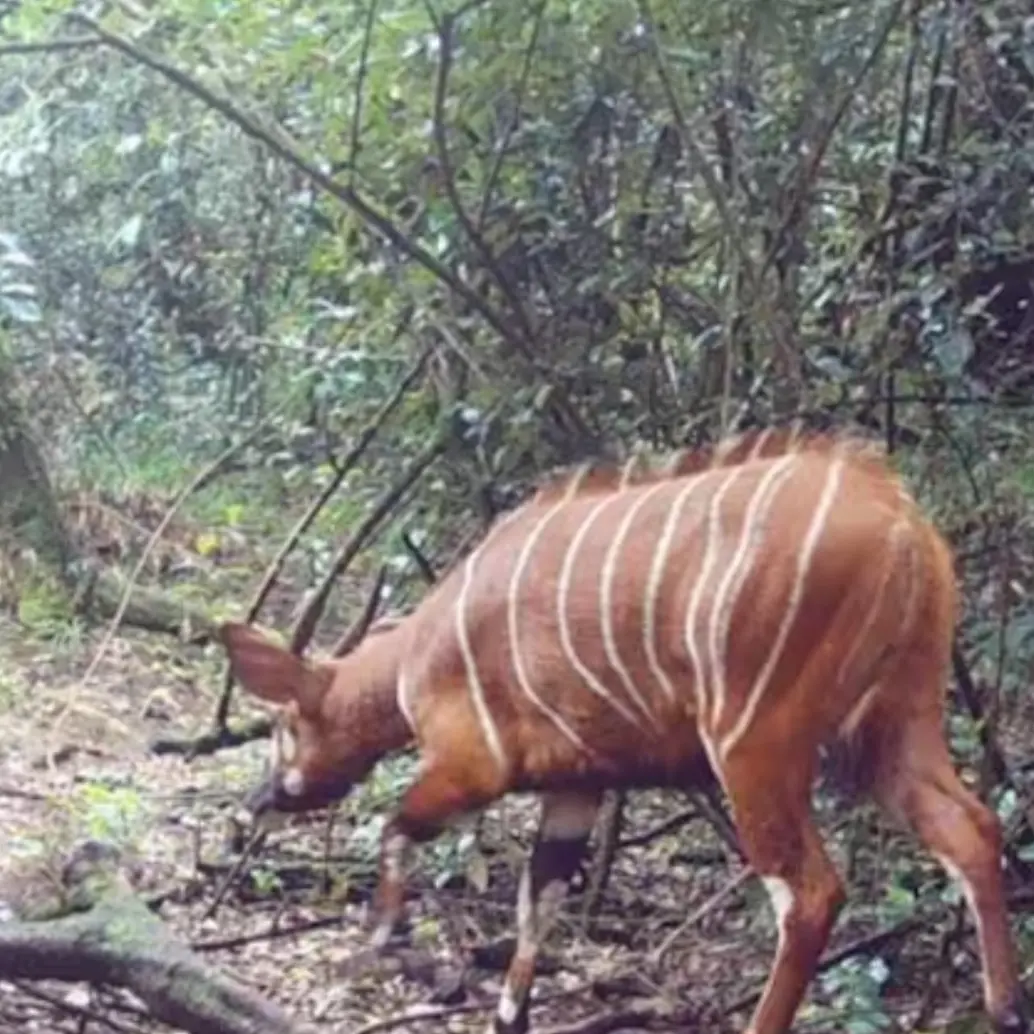 El inesperado registro visual de un bongo de montaña en una zona desprotegida fuera de los parques nacionales redefine los mapas de conservación en África y abre la puerta a nuevas medidas de protección ambiental legal. FOTO: Cortesía Chester Zoo y MBP