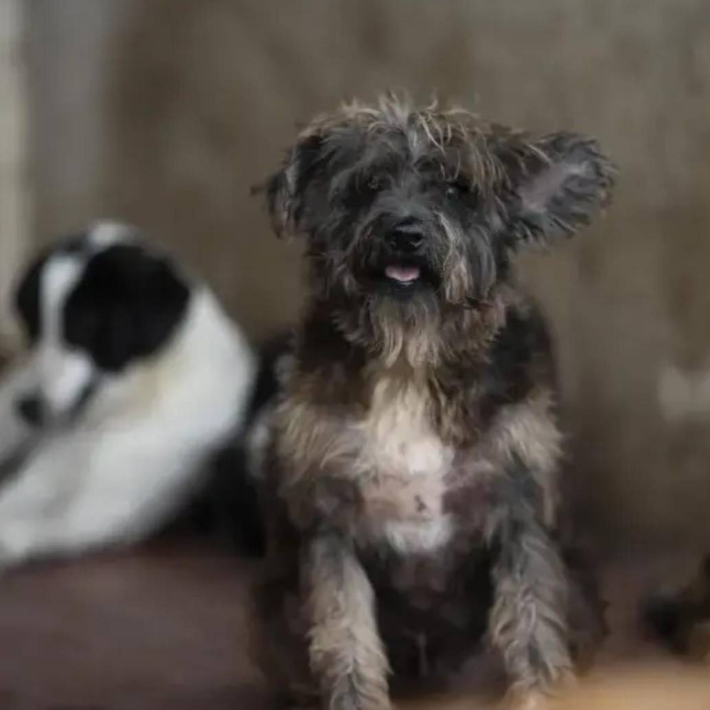 Tras la celebración del Día de las Velitas, el pasado domingo 7 de diciembre, la vida de Horus, un perrito que vivía en Armenia, no volvió a ser la misma (esta es una imagen de referencia de un perro, no es Horus). FOTO: Camilo Suarez