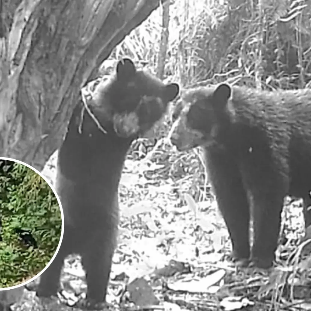 El bosque del Huila vuelve a dar vida; cámaras captan crías de oso andino. Foto: Cortesía Corporación Autónoma Regional del Alto Magdalena
