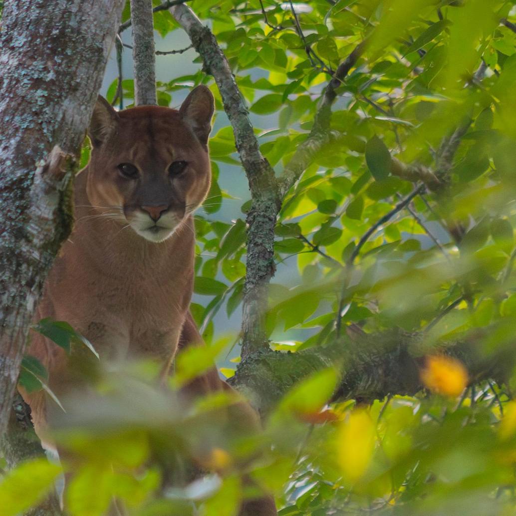 La presencia del majestuoso puma, que junto con el jaguar son los únicos felinos grandes que habitan en Colombia, causó alarma. Cornare pide no atacar al animal y reportar su presencia de inmediato. FOTO: CORTESÍA