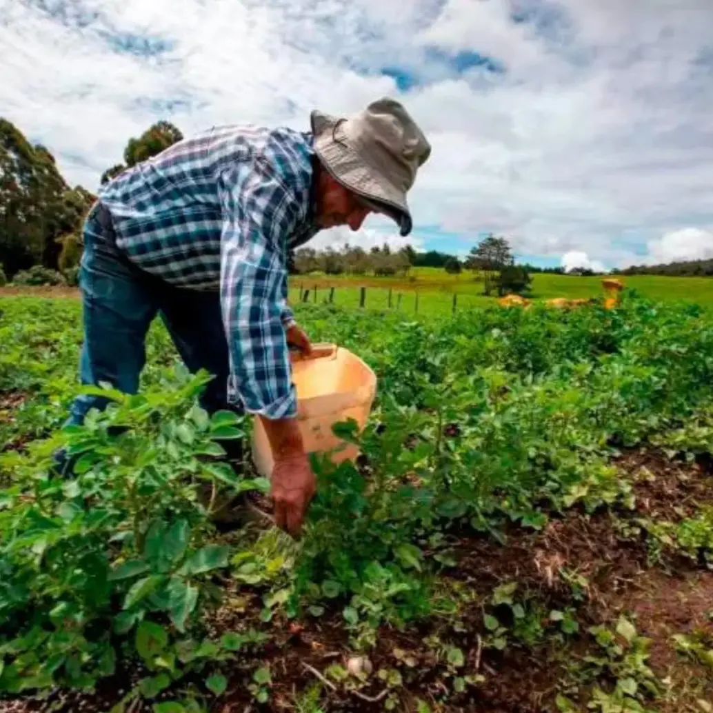 Colombia está pasando de hablar de oportunidades en Agrifoodtech a convertirlas en realidad dentro de la cadena de valor agroalimentaria. FOTO: El Colombiano