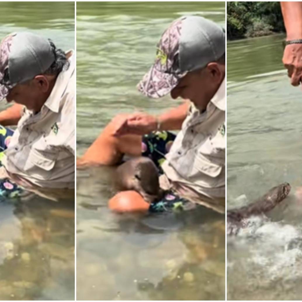 El Mago Martín Pescador fue mordido por una nutria cuando se encontraba explorando en una zona del Magdalena Medio. FOTO: CAPTURA VIDEO REDES SOCIALES @el_mago_martin_pescador