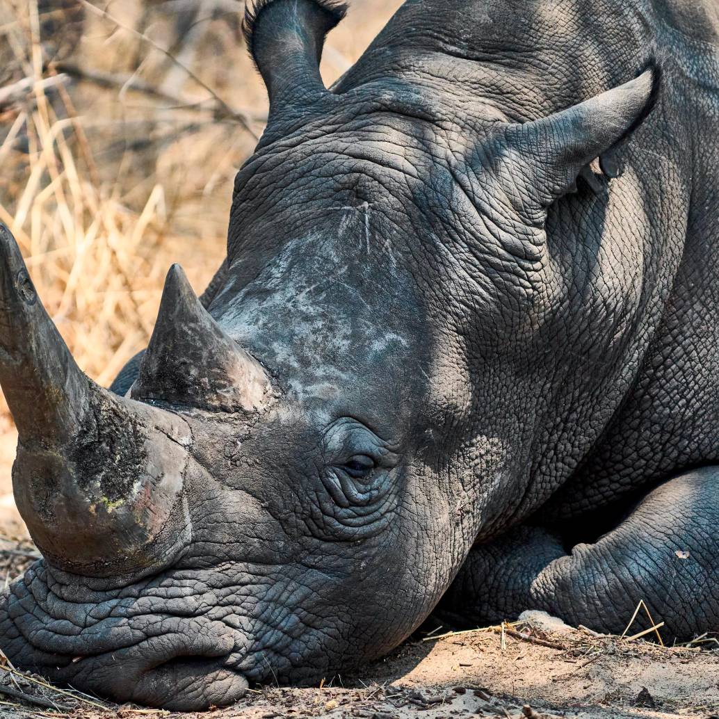 Un rinoceronte duerme bajo la sombra de un árbol en una reserva natural en el límite sur del Parque Nacional Hwange. Foto Afp