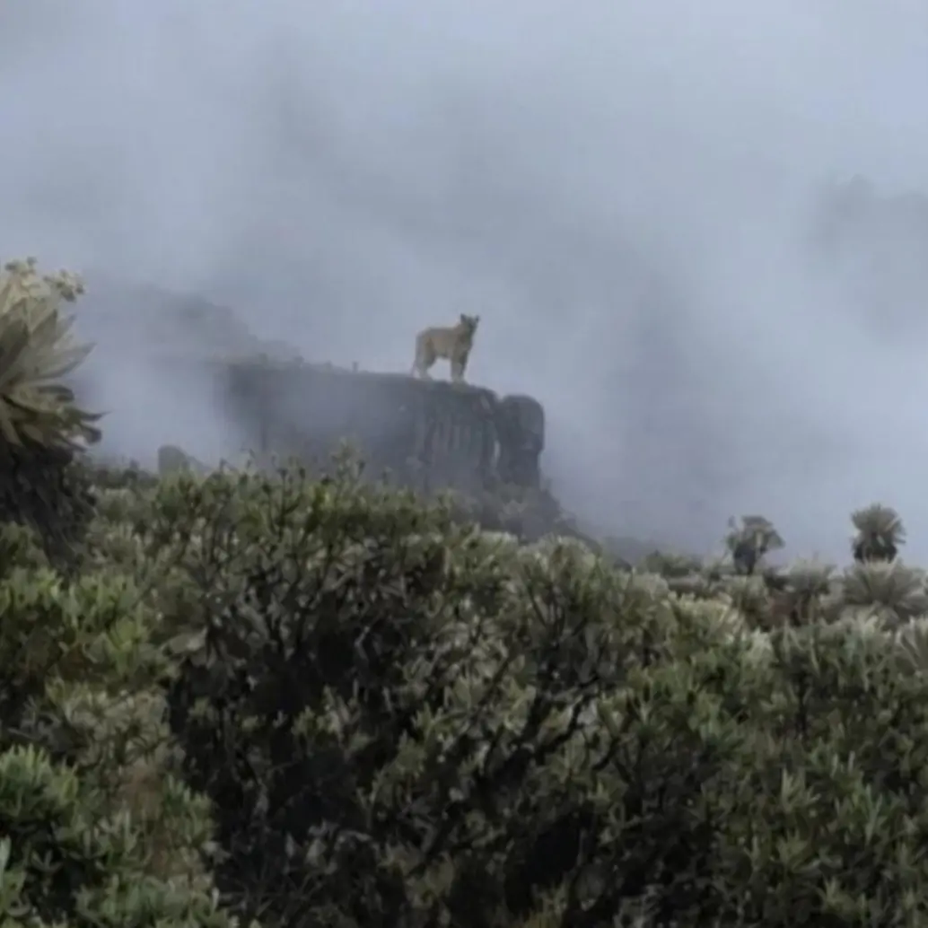Puma concolor recorre el Parque Nacional Natural Pisba en Boyacá. Foto: Parques Nacionales Naturales de Colombia / Carlos Albeiro Vega