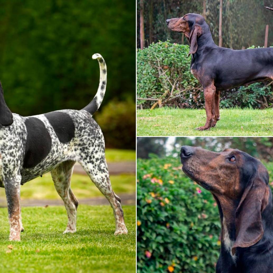 Este es el sabuso fino colombiano, la raza que ya tiene aprobación internacional. FOTOS Cortesía Asociación Club Canino Colombiano.