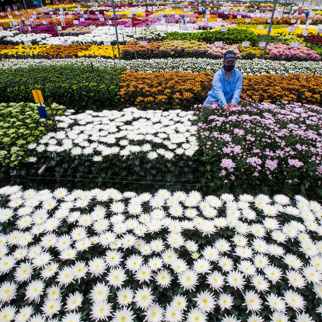 <p>Asocolflores estima que las exportaciones de flores desde Colombia por el Día de la Madre en Estados Unidos crecieron 13% este año. <b><span class="mln_uppercase_mln"> </span></b></p><p>FOTO<b><span class="mln_uppercase_mln"> cortesía</span></b></p>
