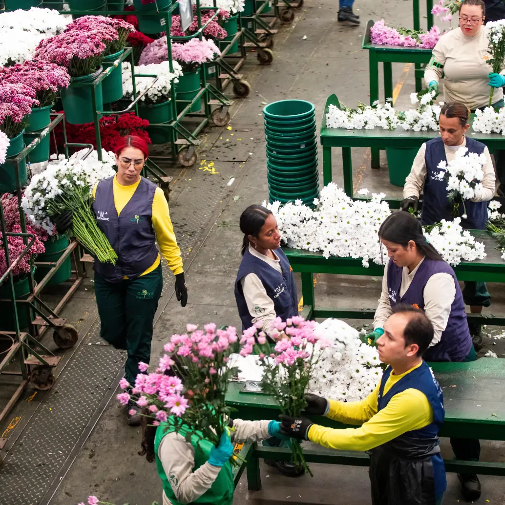 El Día de la Madre es una de las fechas claves para los floricultores colombianos. FOTO EL COLOMBIANO
