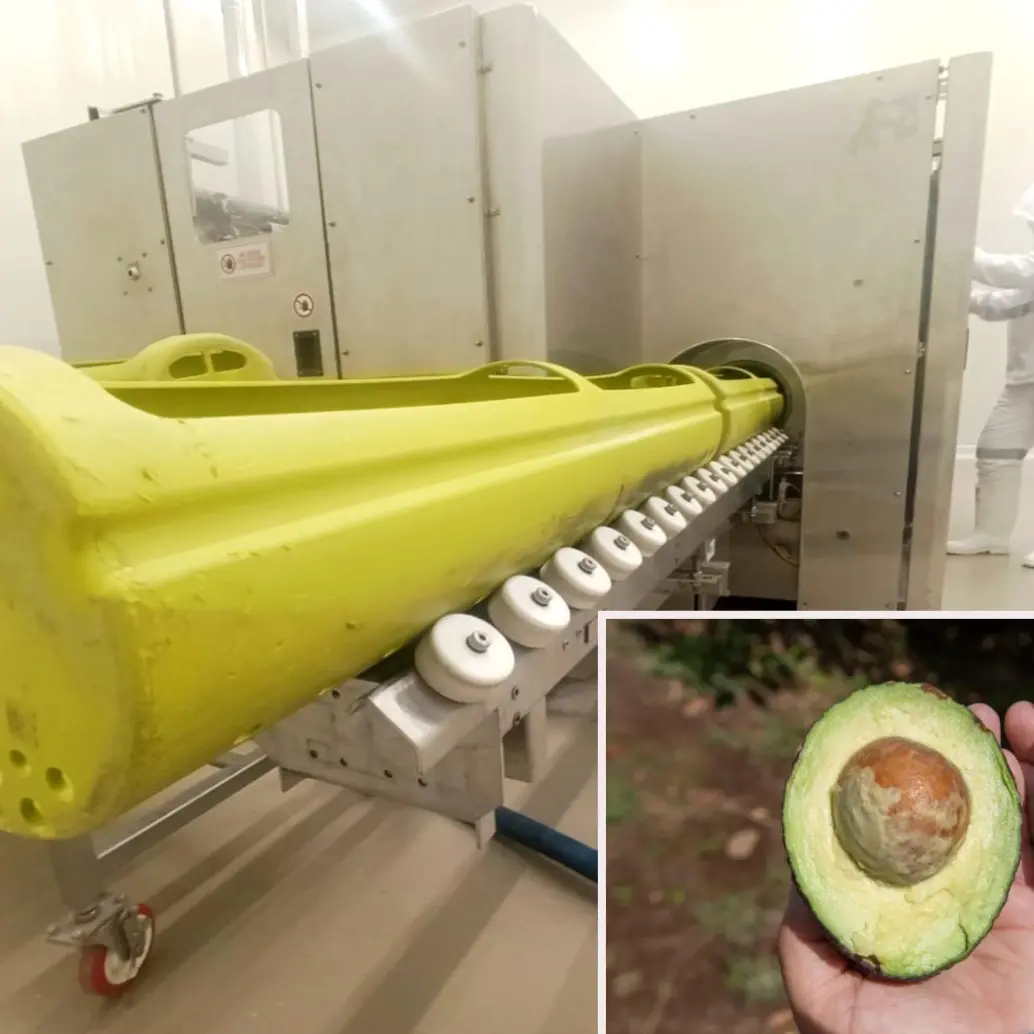 Con la nueva procesadora, la empresa proyecta despachar cinco contenedores semanales de pulpa y guacamole. Foto: Julio César Herrera