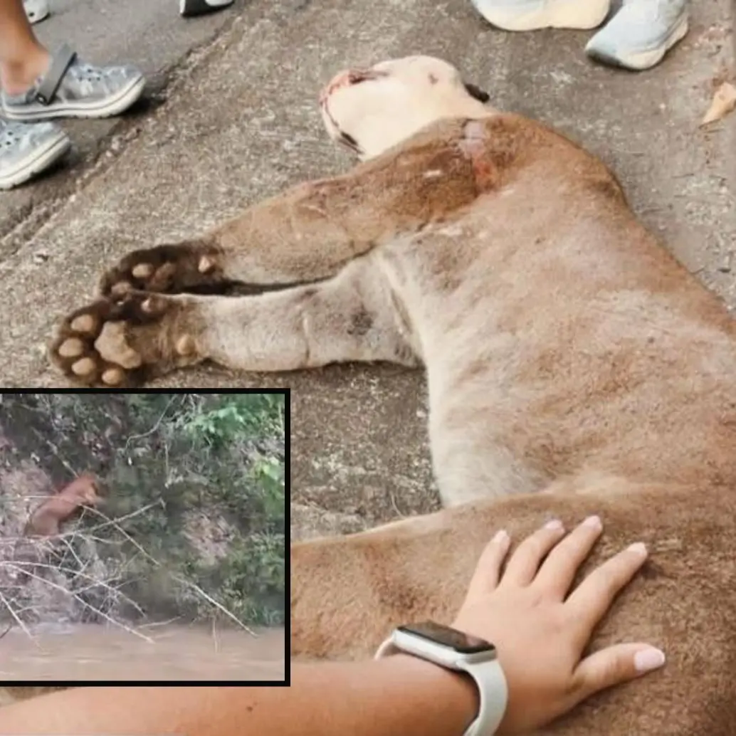 Adelante, un puma en zona rural de Puerto Nare. Atrás otro de estos felinos que al parecer murió atropellado.FOTO: Cortesía e imagen tomada de redes