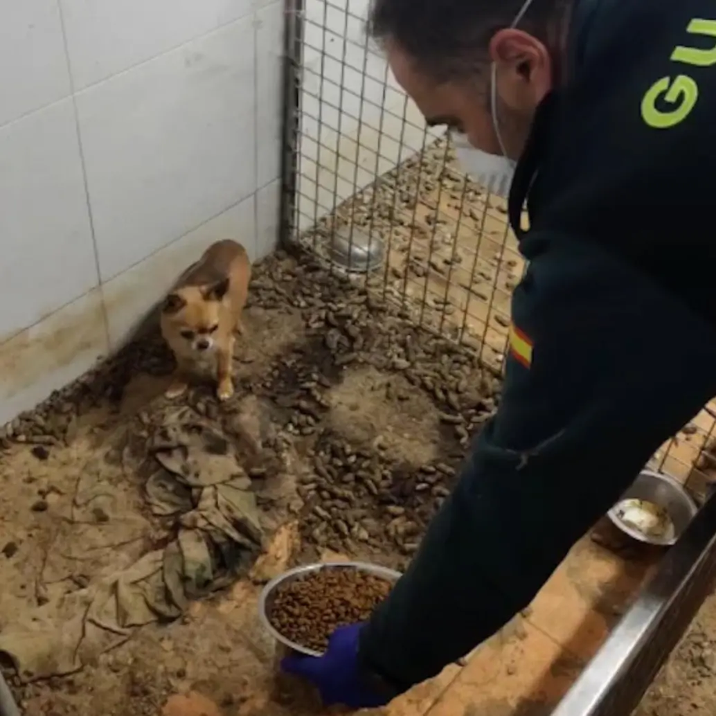 Algunos de los animales muertos en el lugar eran perros de raza chihuahua y varias aves, al parecer, exóticas. FOTO: Redes sociales @guardiacivil