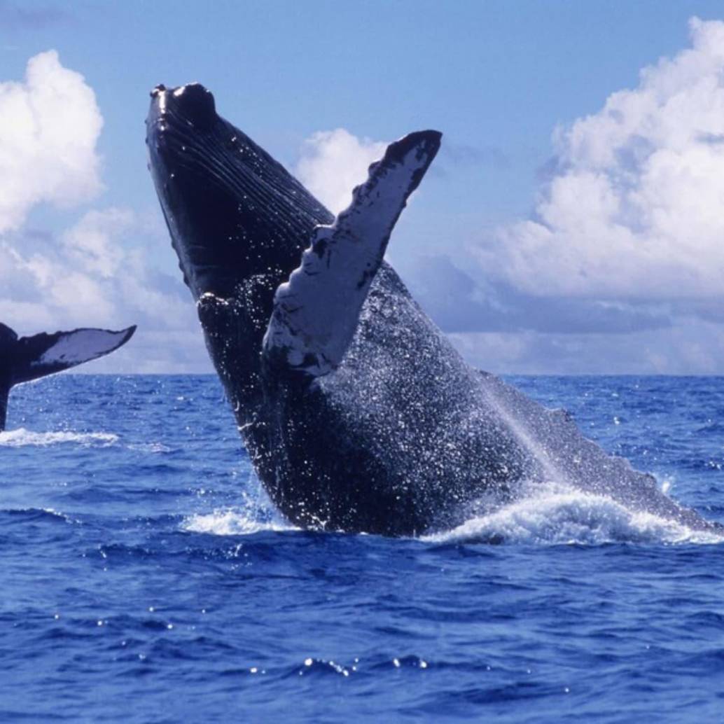 Ballena jorobada en aguas del Pacífico colombiano durante su migración anual. Foto: Colprensa