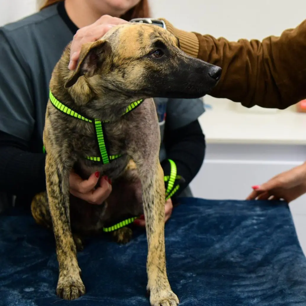 La Fiscalía General de la Nación reveló que el hombre habría atacado al perro efectivamente por haberse comido un pedazo de carne que estaba en un mesón. FOTO: Gobernación de Antioquia