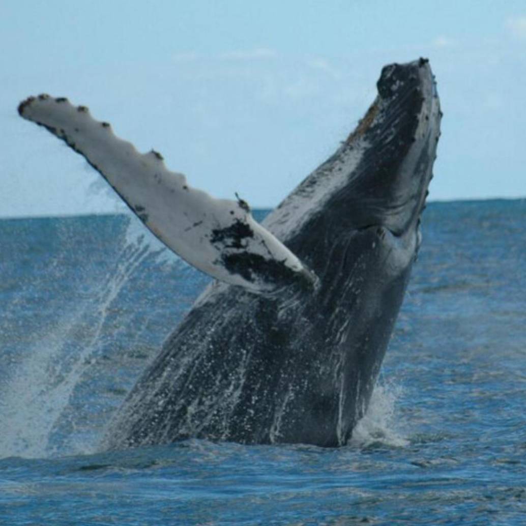 A las costas del pacífico colombiano llegan las ballenas jorobadas o yubartas entre julio y octubre después de un viaje de aproximadamente 8.500 kilómetros. FOTO: Colprensa