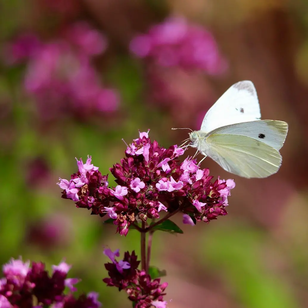La mariposa blanca verdinervada fue la especie utilizada como modelo para estudiar los impactos del cambio climático en los insectos. FOTO Pixabay