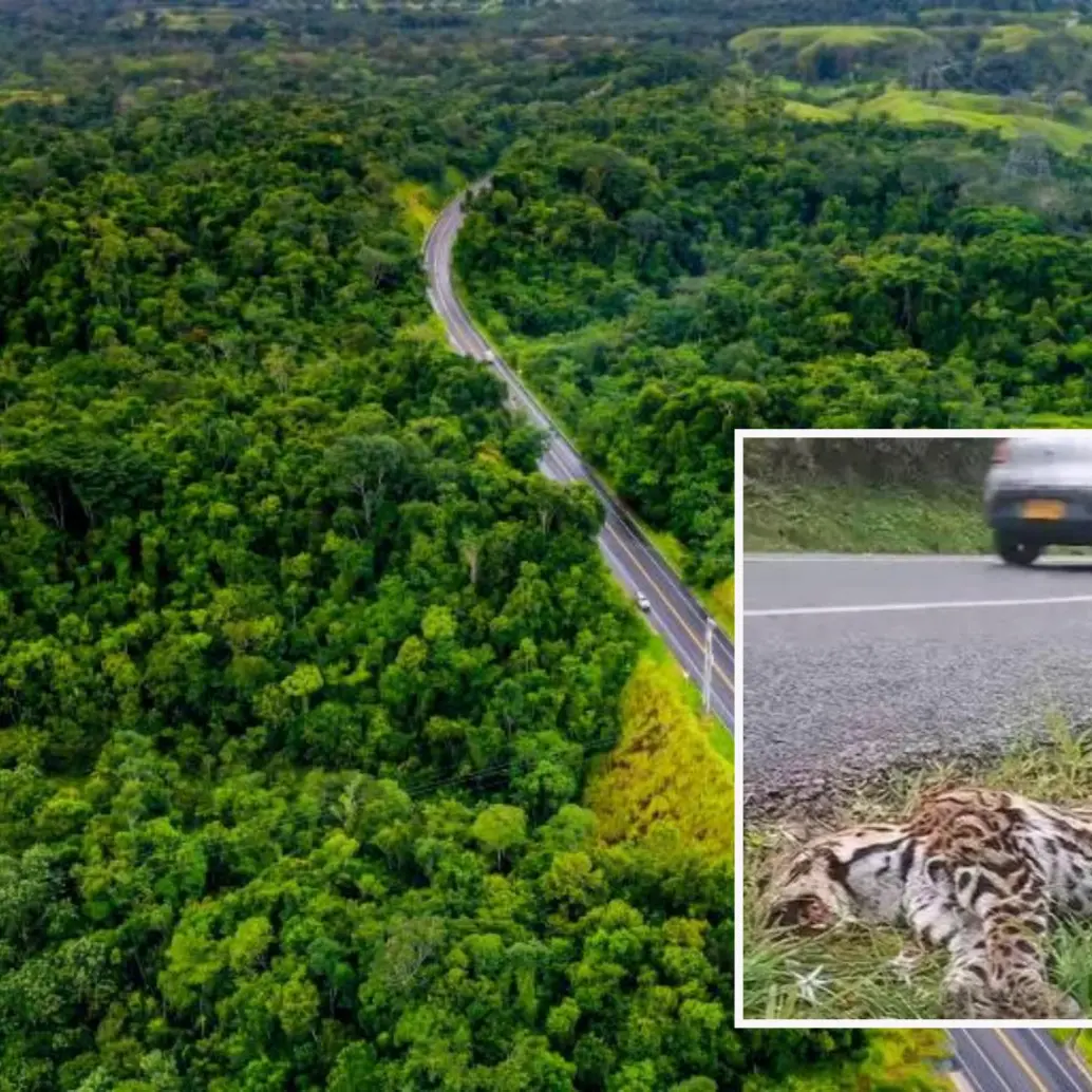 Adelante, un animal atropellado en un tramo de la nueva vía que lleva a Caucasia y al Mar Caribe por el Nordeste antioqueño. Atrás, panorámica del eje vial. Foto: Andrés Camilo Suárez Echeverry y cortesía.