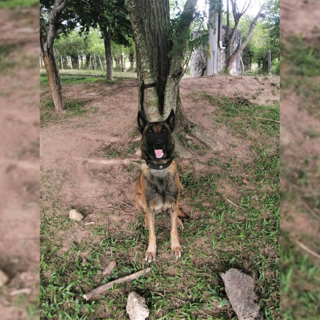 El valiente perro perdió una pata en medio del procedimiento. FOTO: COLPRENSA