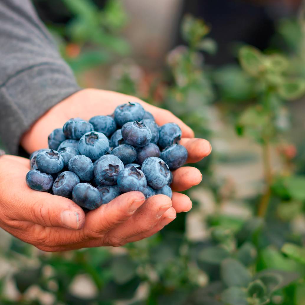 El cultivo de arándano hoy cuenta con 1.000 hectáreas en Colombia. FOTO ASOCOLBLUE.