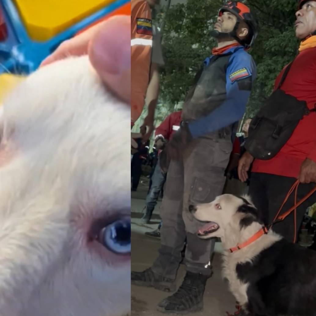 La ayuda llega desde todos los lados. Tsunami, un perro rescatista, trabaja sin descanso para salvar vidas en Caracas desde el miércoles. Foto: Redes sociales @Perros Extremos