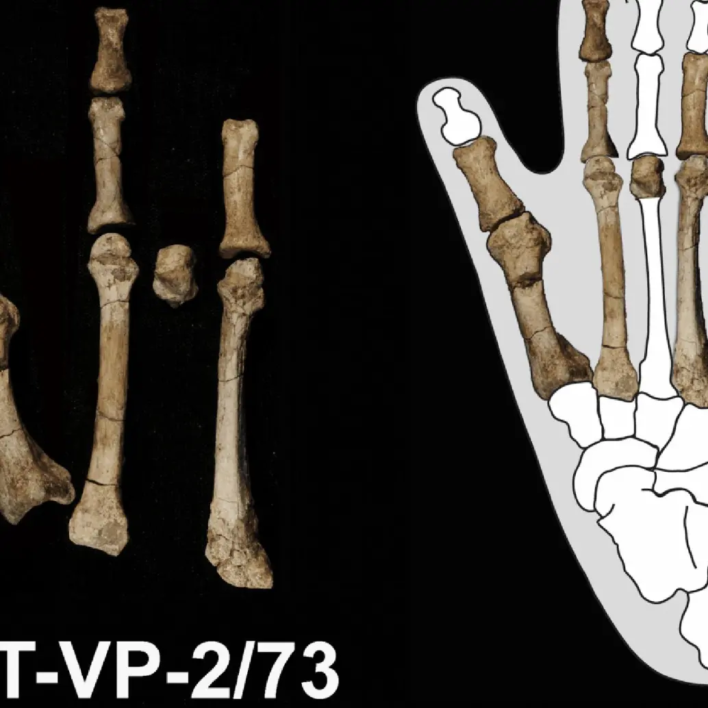 El pie de Burtele permitió reconstruir cómo se desplazaba A. deyiremeda y cómo convivió con otros homininos en el este de África hace 3,4 millones de años. FOTO: Agencia SINC