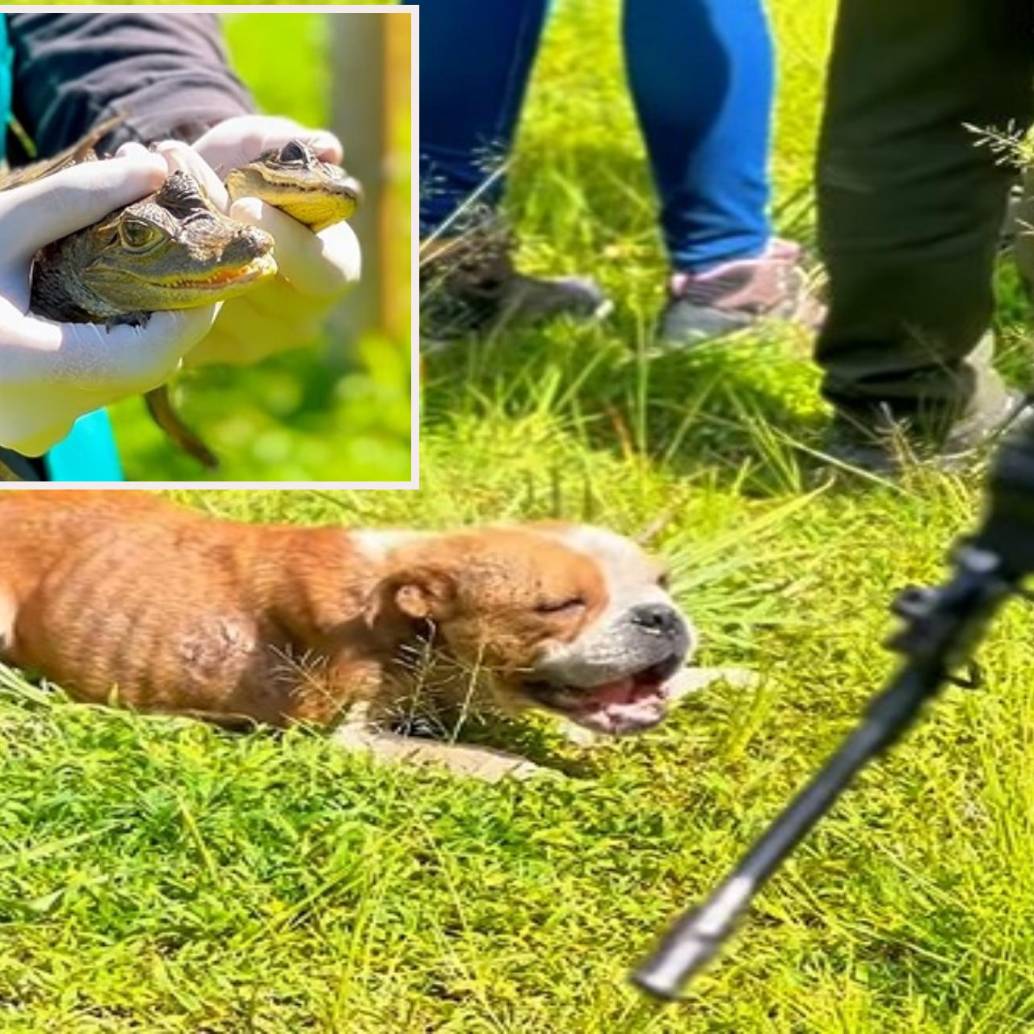 Adelante, las dos babillas encontradas en el operativo. Atrás uno de los perros rescatados. FOTO: imagen tomada de redes