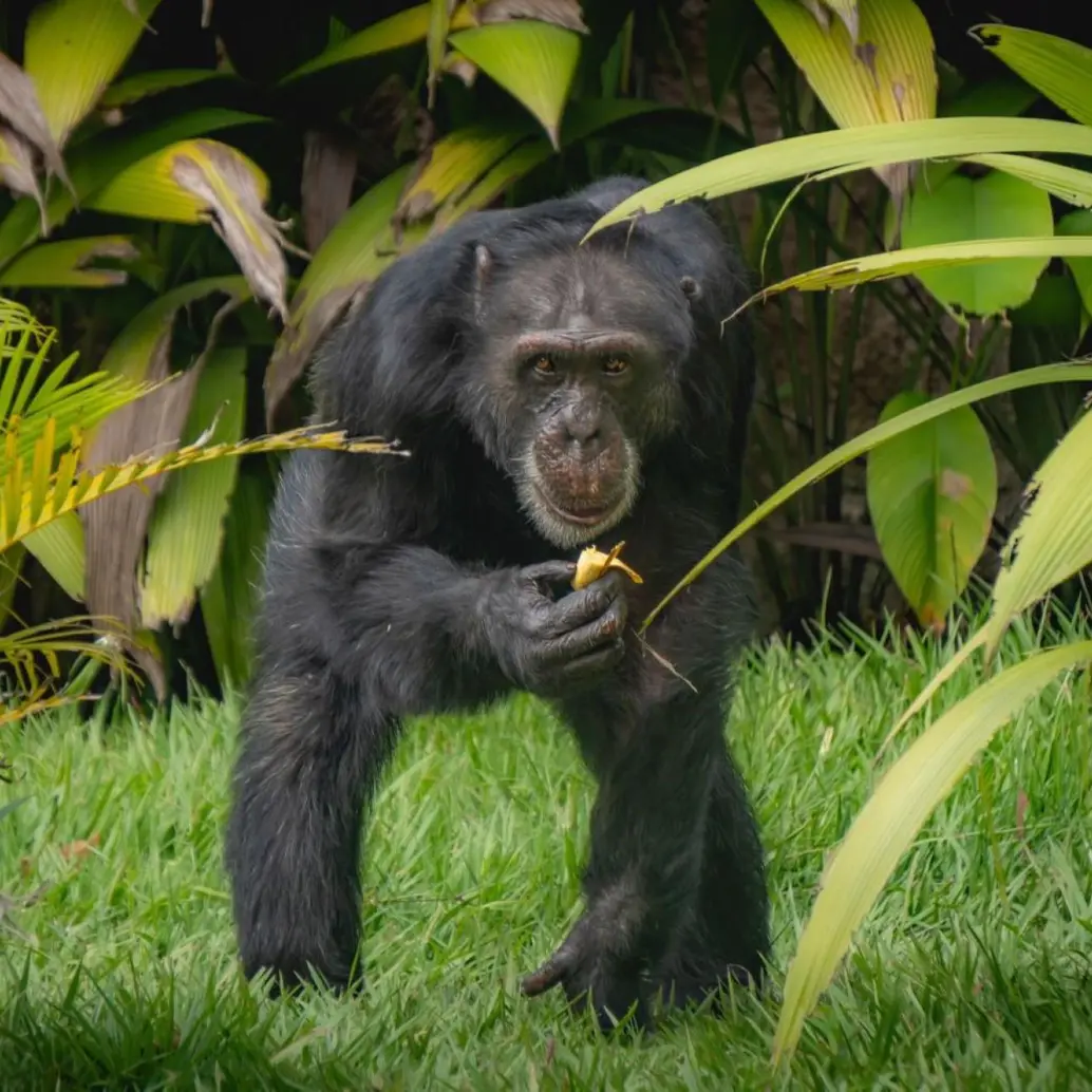 Yoko fue traslado de Pereira a Brasil, donde compartirá con otros 50 chimpancés. Foto: Suministrada a EL COLOMBIANO