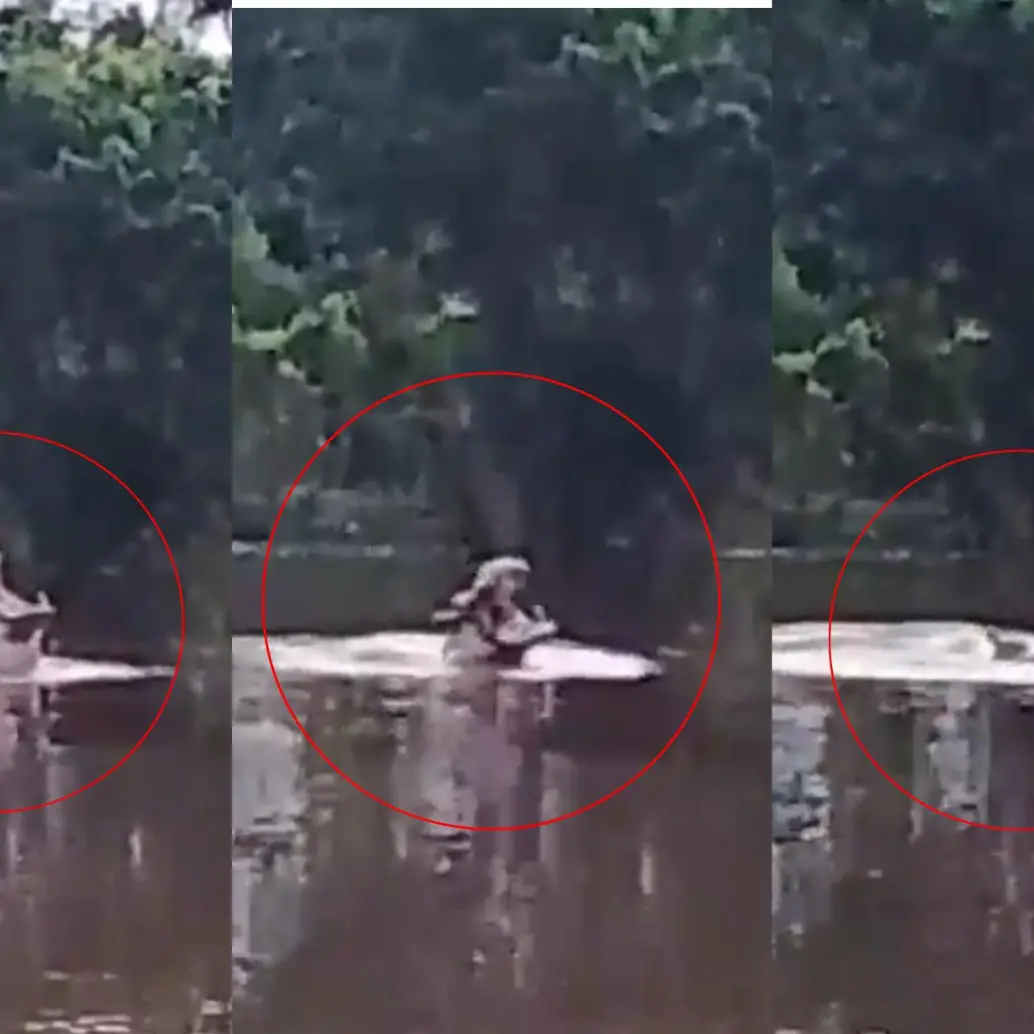Hipopótamos continúan desplazándose por ciénagas del Magdalena Medio; comunidad de Cuatro Bocas reportó un nuevo avistamiento. Foto: captura de video