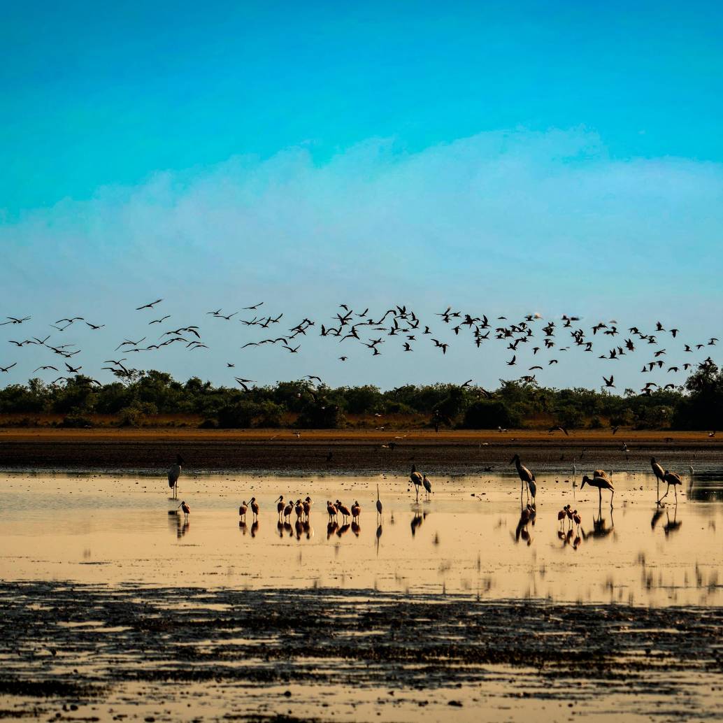 Imágenes de la reserva familiar La Palmita, en el Casanare, que es administrada por Catalina Mora. En esa región existe un entramado de humedales, ríos y sabanas con una función silenciosa. FOTO <b><span class="mln_uppercase_mln">Cortesía Bruno Ferreiro/WWF</span></b>