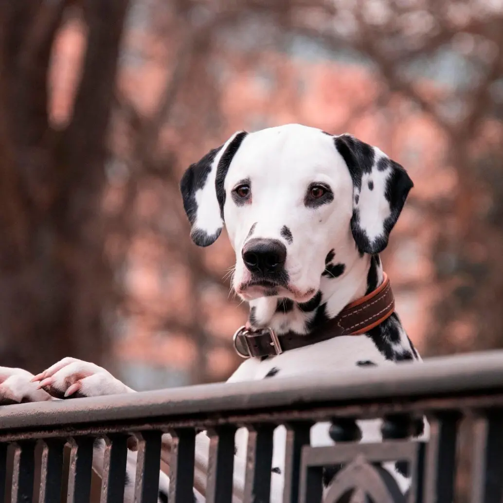 Un perro en etapa adulta durante una sesión de entrenamiento, una de las conductas analizadas por el <i>Dog Aging Project</i>. FOTO Pixabay