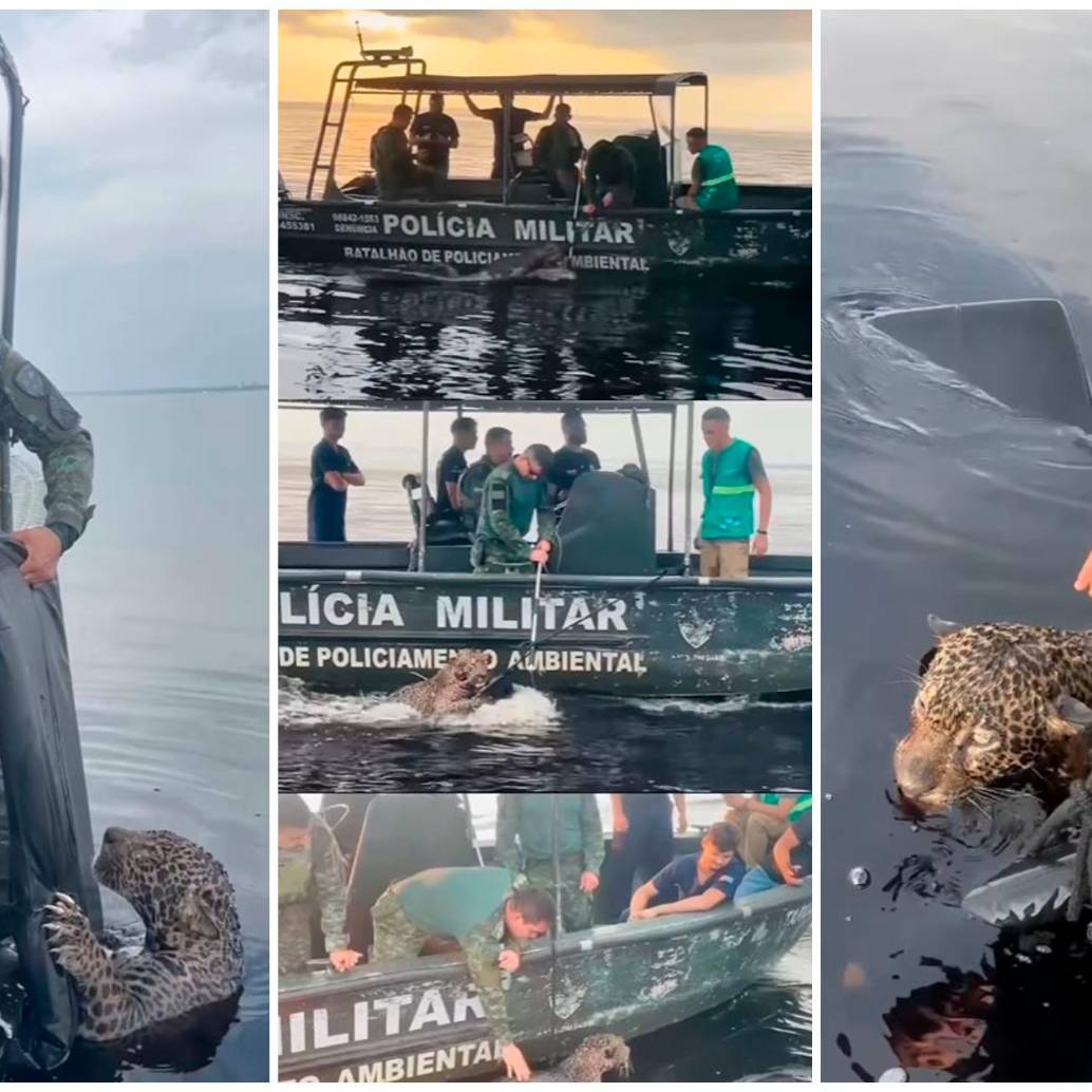 Así fue el rescate del jaguar por las autoridades brasileñas. FOTOS Tomada de Instagram @seguranca_am