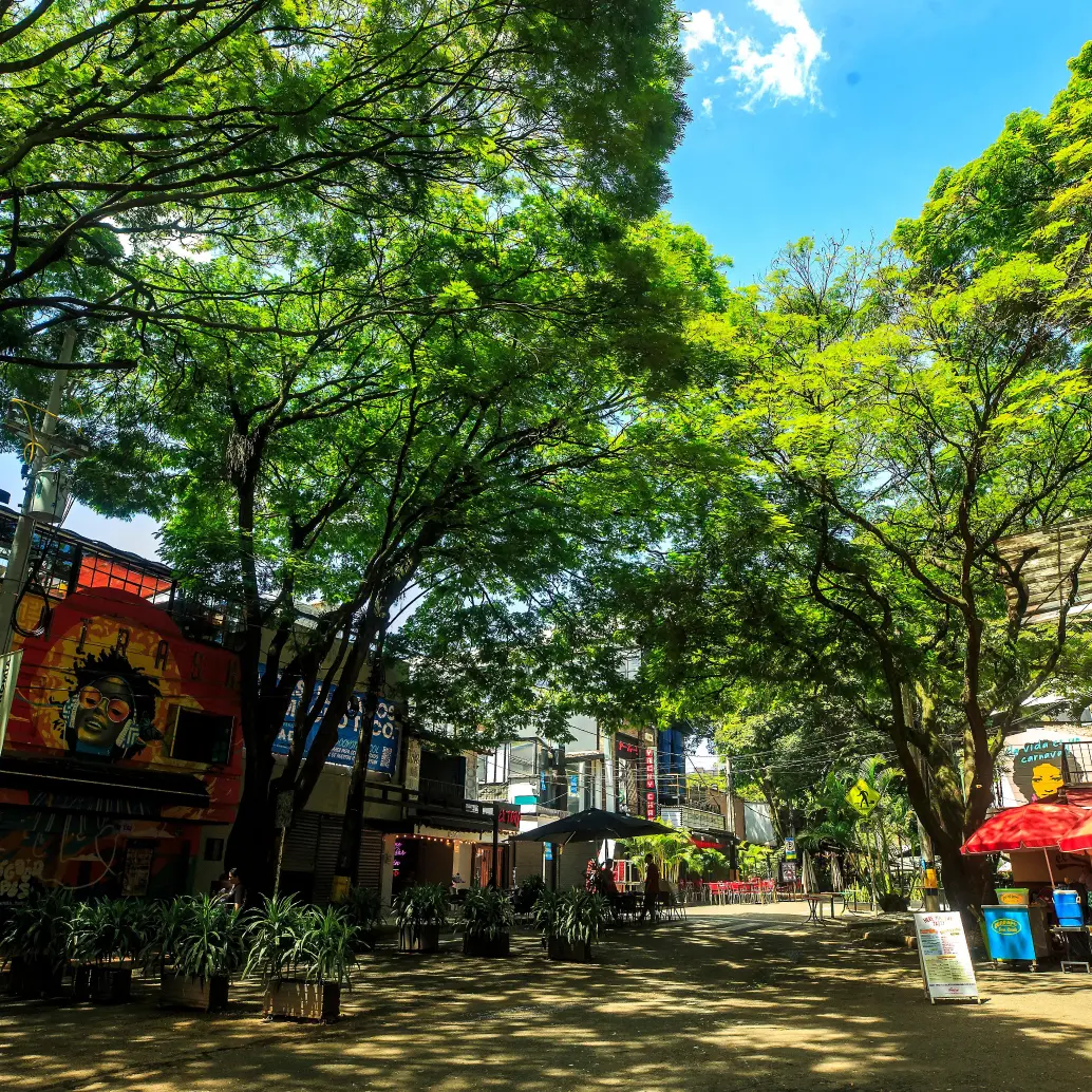 Las acacias son el sello distintivo de Provenza, su desaparición significaría borrar gran parte de la historia del barrio. FOTO: CAMILO SUÁREZ