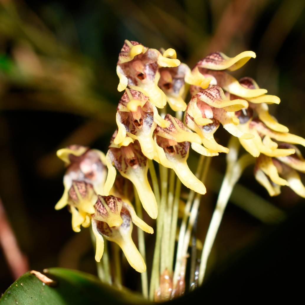 Esta nueva especie, la Pleurothallis maitamae, fue recientemente descubierta en Colombia. FOTO cortesía