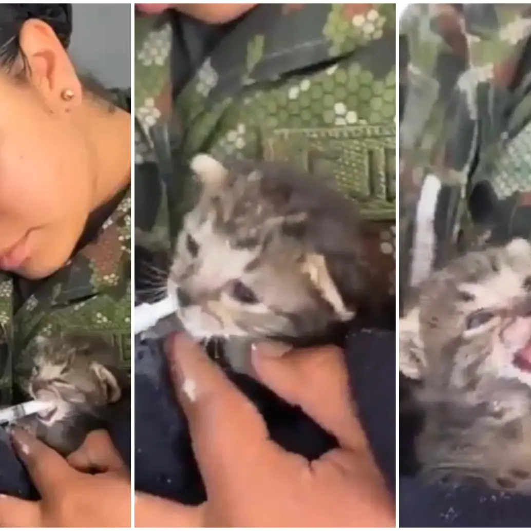 Secuencia de como la dragoneante del Ejército Nacional del Cantón Militar Caldas, ubicado en el sur de Bogotá, rescató y alimentó al gato bebé. FOTO: Captura video de redes sociales @COL_EJERCITO