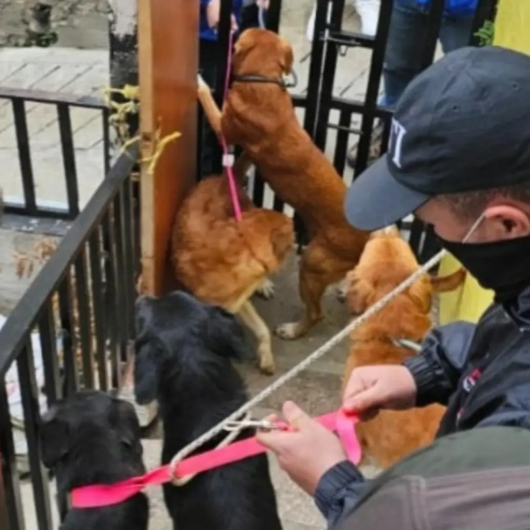 Algunos de los animales rescatados en Bello por la Fiscalía y las autoridades ambientales. FOTO: Cortesía