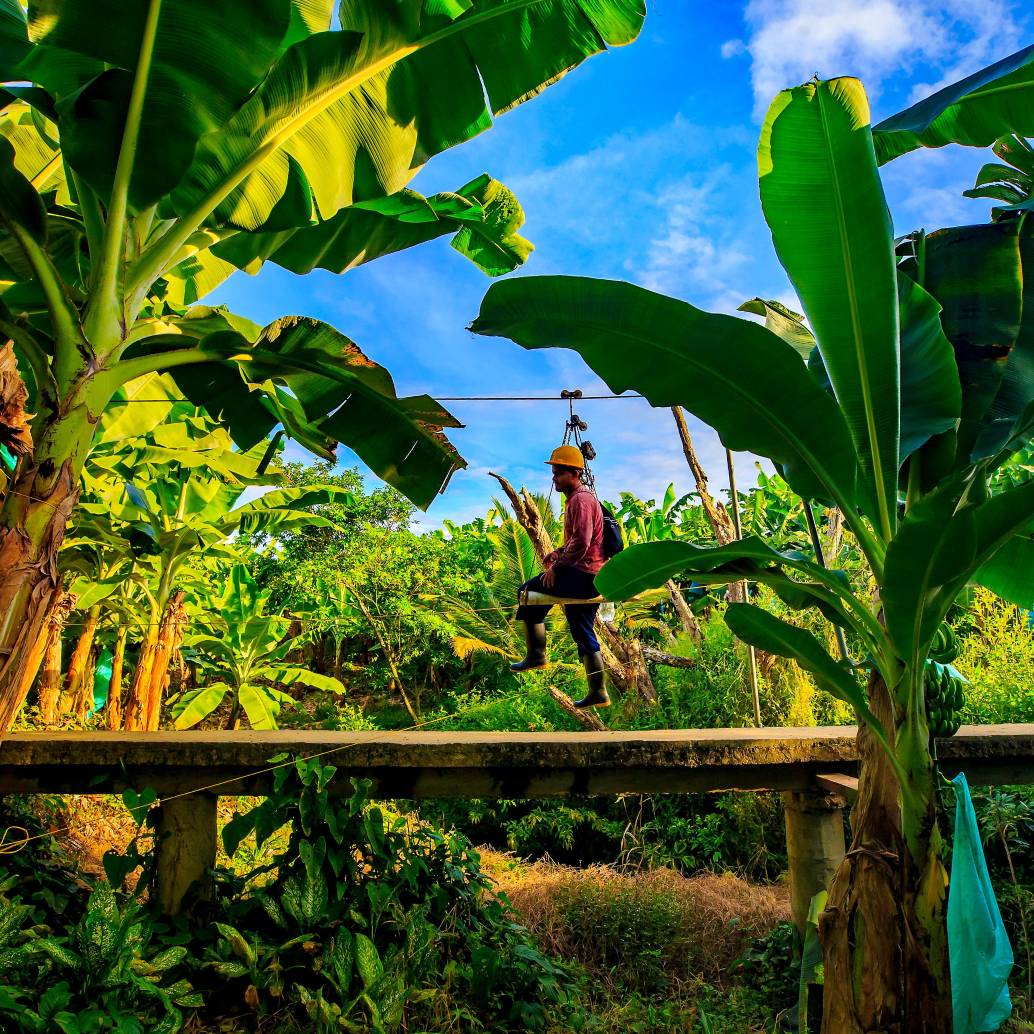 La industria bananera genera más de 500.000 empleos entre directos e indirectos, por eso son prioritarias todas las medidas para proteger la producción de amenazas como el mortal hongo. FOTO: CAMILO SUÁREZ