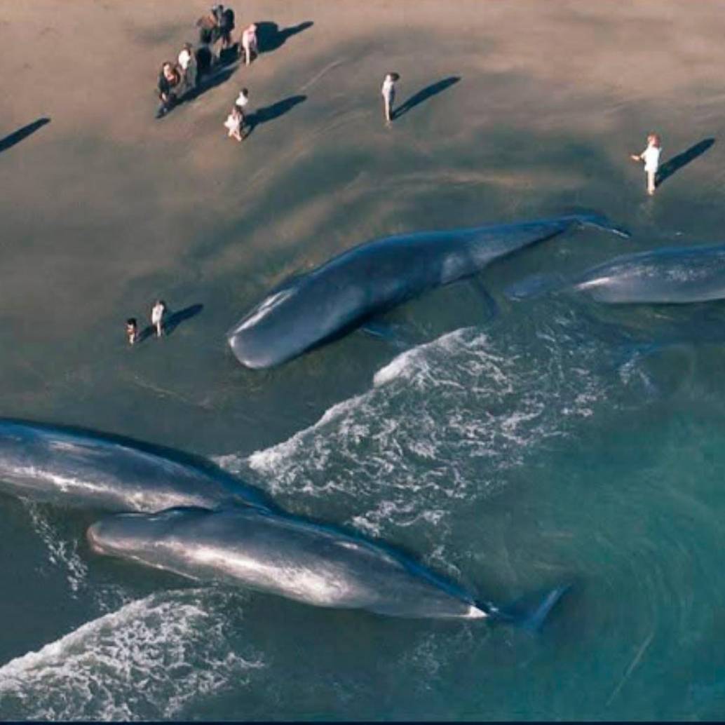 Las ballenas permanecieron varias horas tendidas en la playa sobre la poca agua que llegaba a la orilla. FOTO: Tomada de X @vnpoint