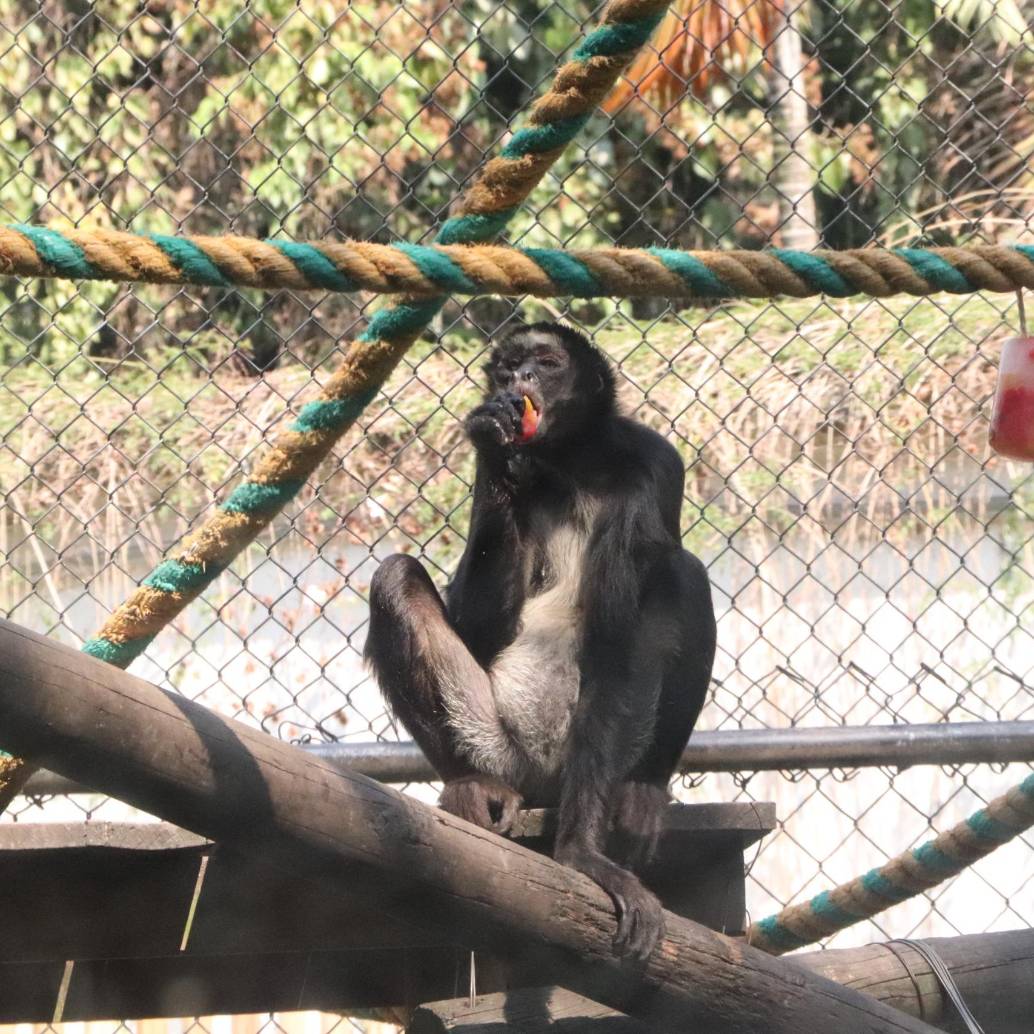 Los primates del Parque de la Conservación son algunos de los afectados por el calor. Para contrarrestarlo: helado. Foto: cortesía Parque de la Conservación