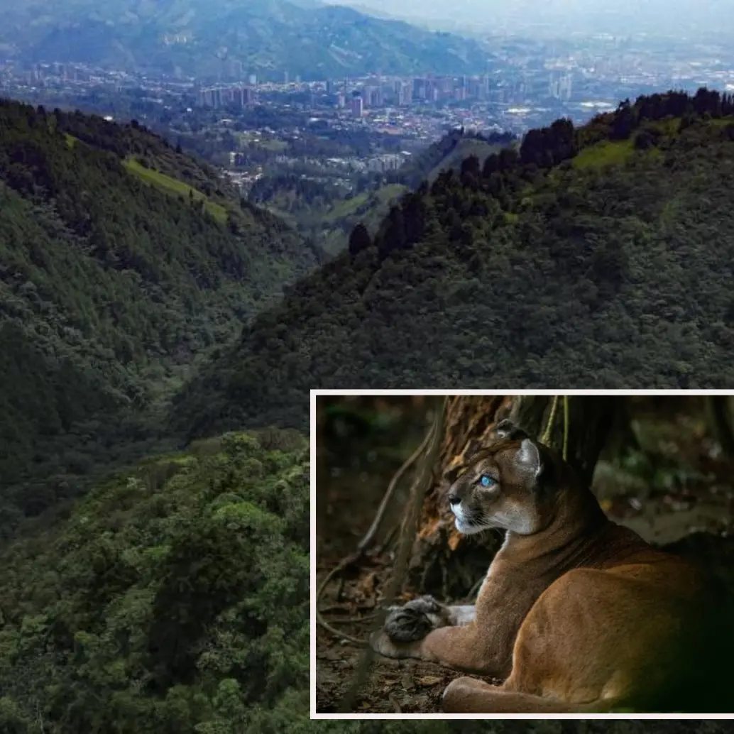 Adelante, imagen de referencia de un puma en Antioquia. Atrás, la reserva de El Romeral de donde habría salido el puma y su cría. Foto: Manuel Saldarriaga Quintero.