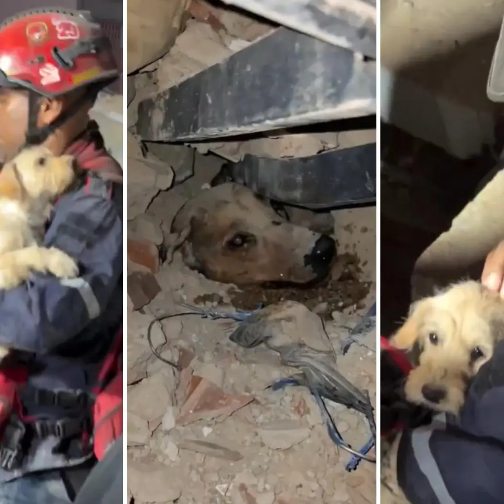 Los videos de los rescates fueron compartidos en redes sociales. FOTO: CAPTURA DE PANTALLA.