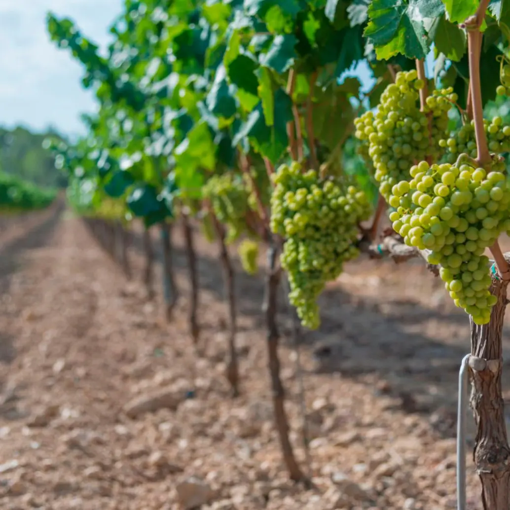 El vino verde es considerado<b> </b>un vino equilibrado, complejo y delicado. FOTO Getty