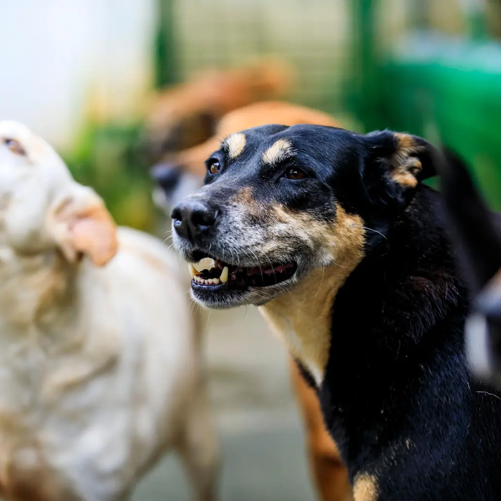 La salud intestinal de los animales incide directamente en su sistema respiratorio, neurológico y dermatológico. FOTO<b> </b>Getty.