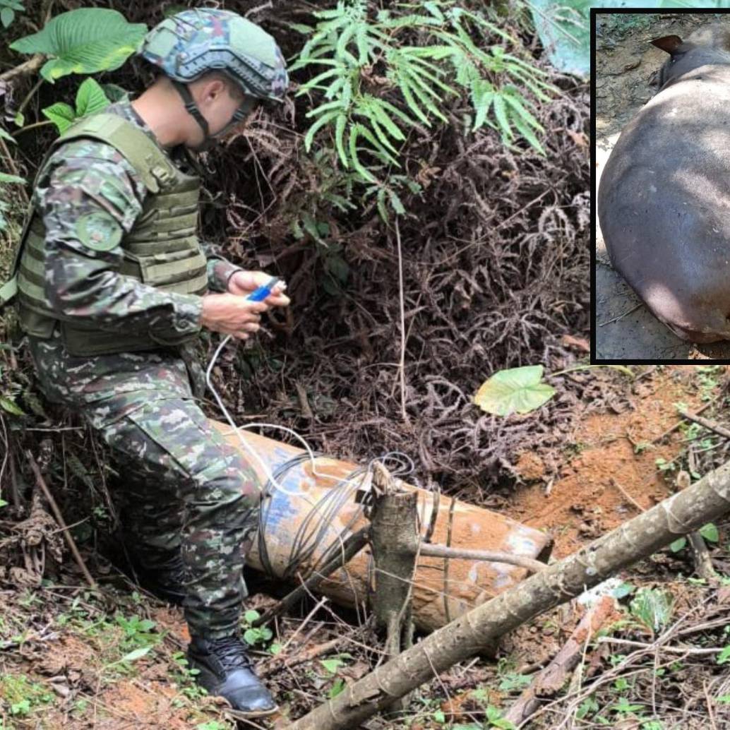 Adelante, la danta o tapir encontrada muerta en Remedios. Atrás, imagen de referencia de un soldado en labores de desminado de artefactos explosivos improvisados. FOTO: Tomada de redes sociales