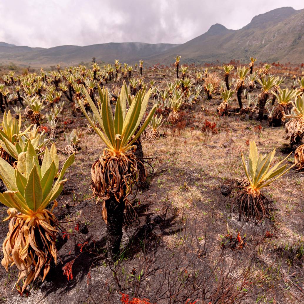 Vista de un páramo afectado por incendios, ecosistemas clave para la regulación del agua y la biodiversidad. FOTO: Cortesía Instituto Humboldt 