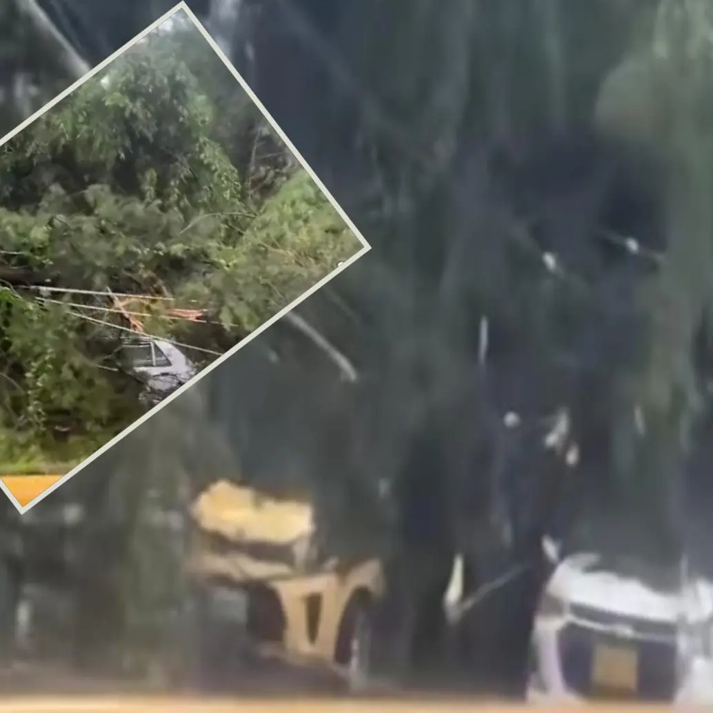 Los árboles cayeron sobre por lo menos dos automotores. FOTO: imagen tomada de redes.