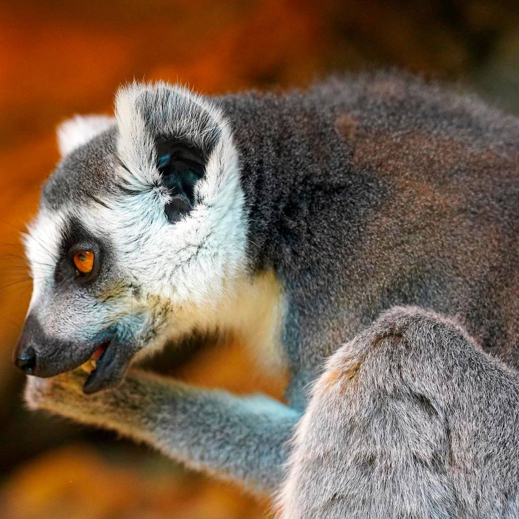 Uno de los animales más antiguos del planeta, los lémures evolucionaron en Madagascar hace unos 60 millones de años. FOTO: Pixabay