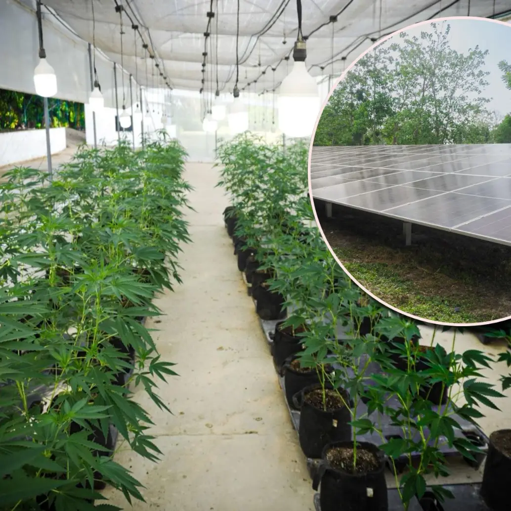 El sistema tendrá una generación anual estimada de 178.670 kilovatios hora (kWh), energía que será utilizada en los procesos agrícolas, farmacéuticos y de transformación agropecuaria de la empresa. Foto: Cortesía