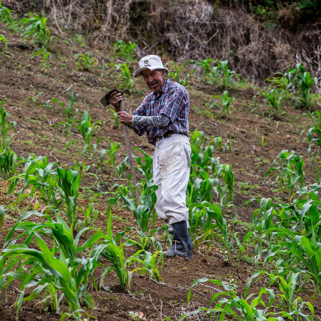 Gremios agropecuarios advierten riesgos en la reforma de la Jurisdicción Agraria propuesta por el Gobierno. FOTO EL COLOMBIANO